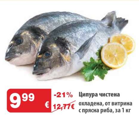 Ципура чистена