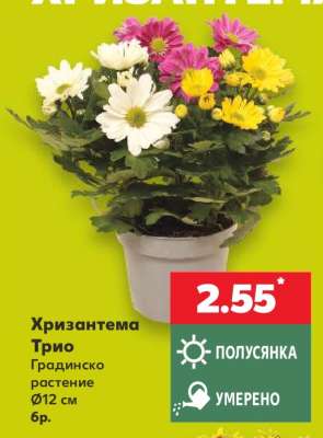 Хризантема Трио