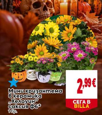 Мини хризантема в керамика „Хелоуин“ саксия Ф6*