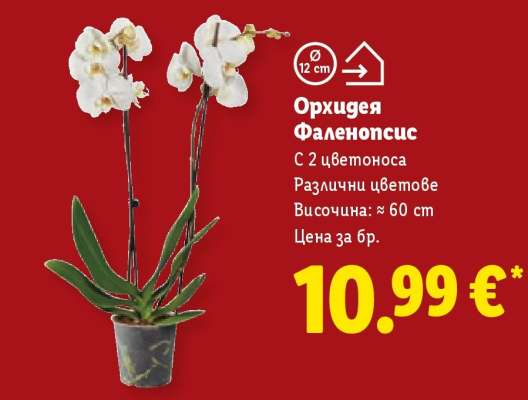Орхидея Фаленопсис