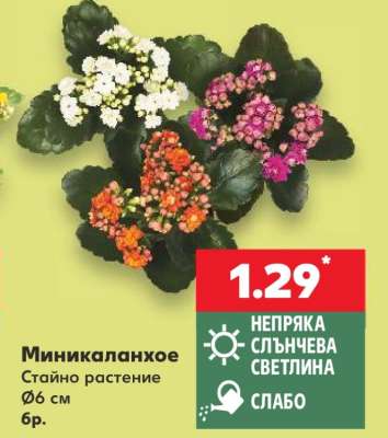 Миникаланхое