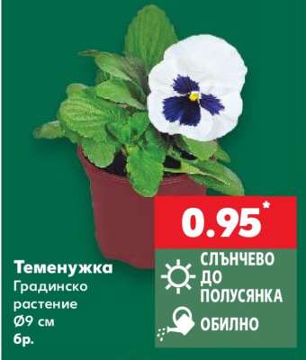 Теменужка