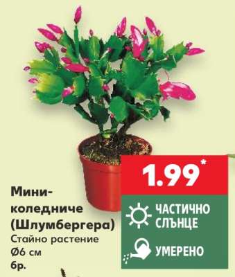 Мини-коледниче (шлумбергера)