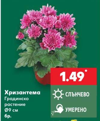 Хризантема