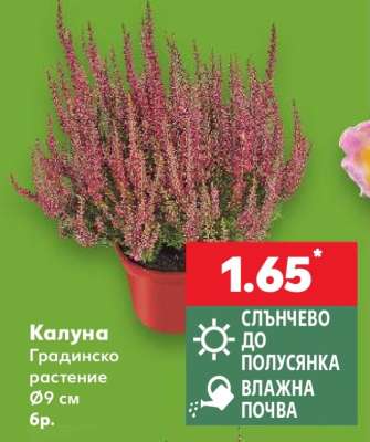 Калуна